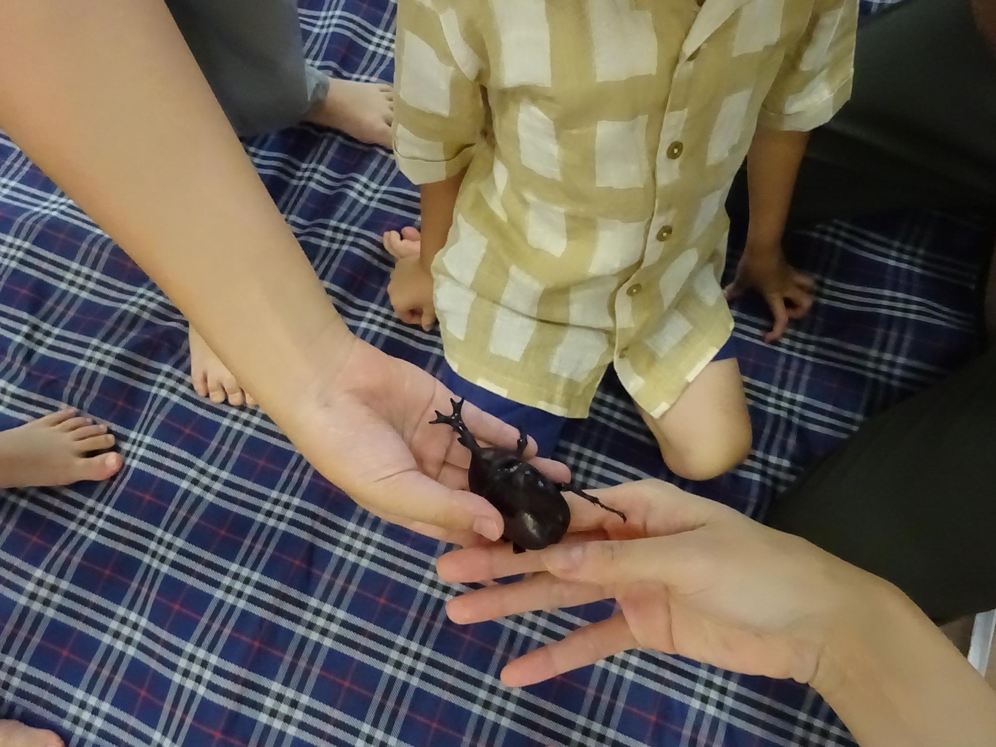 カブトムシを触る子どもたちの手の写真