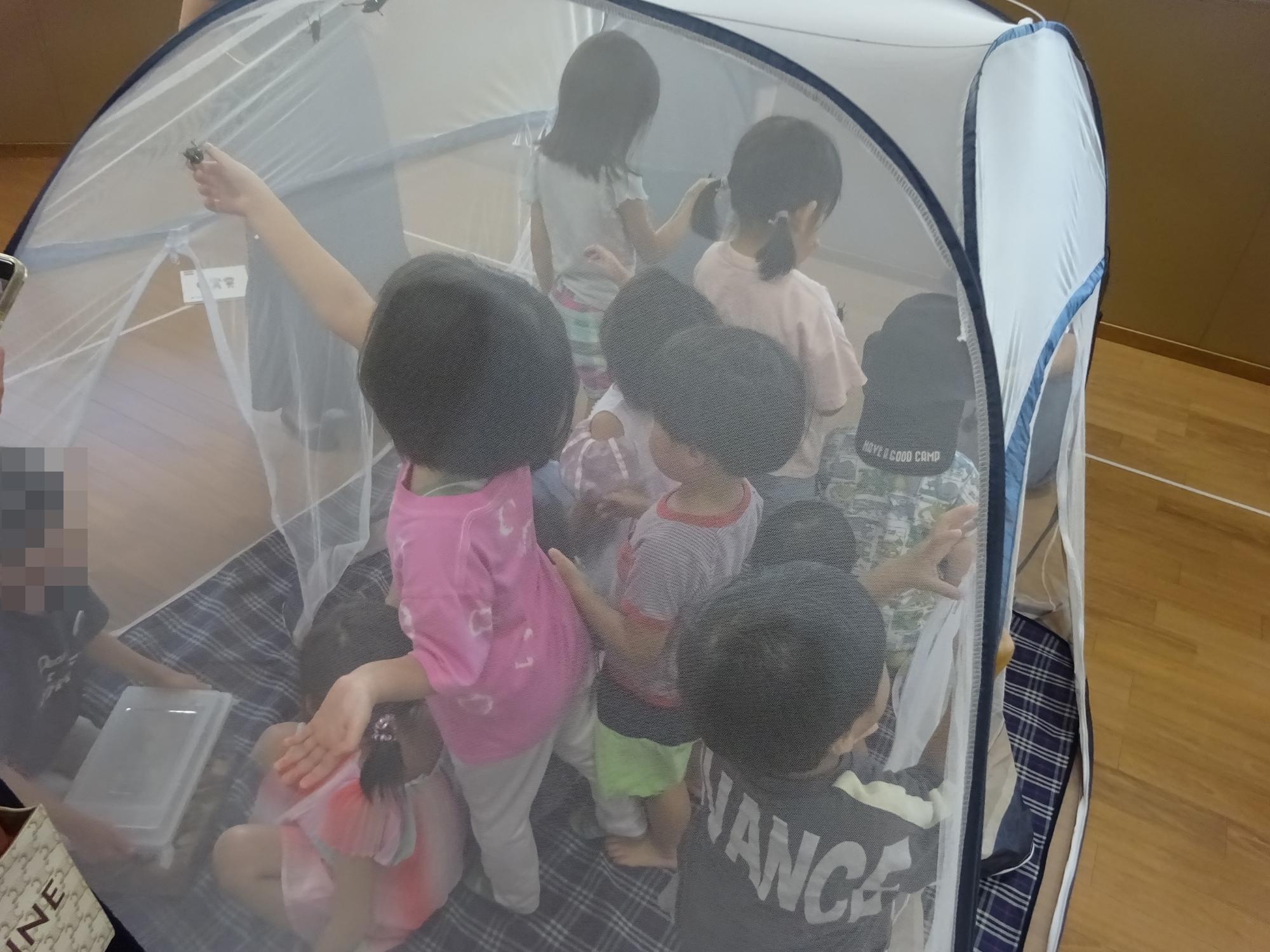 蚊帳の中でカブトムシやクワガタを触る子どもたちの写真