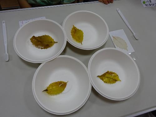 葉脈の標本の写真