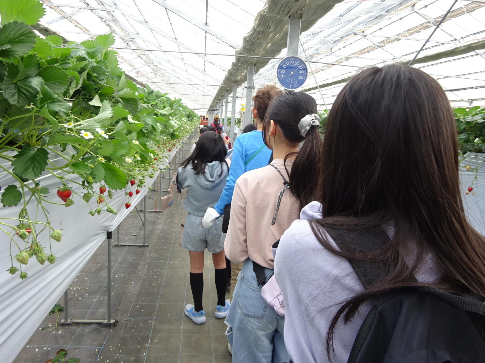 いちご農園内を歩きながら話を聞いている様子