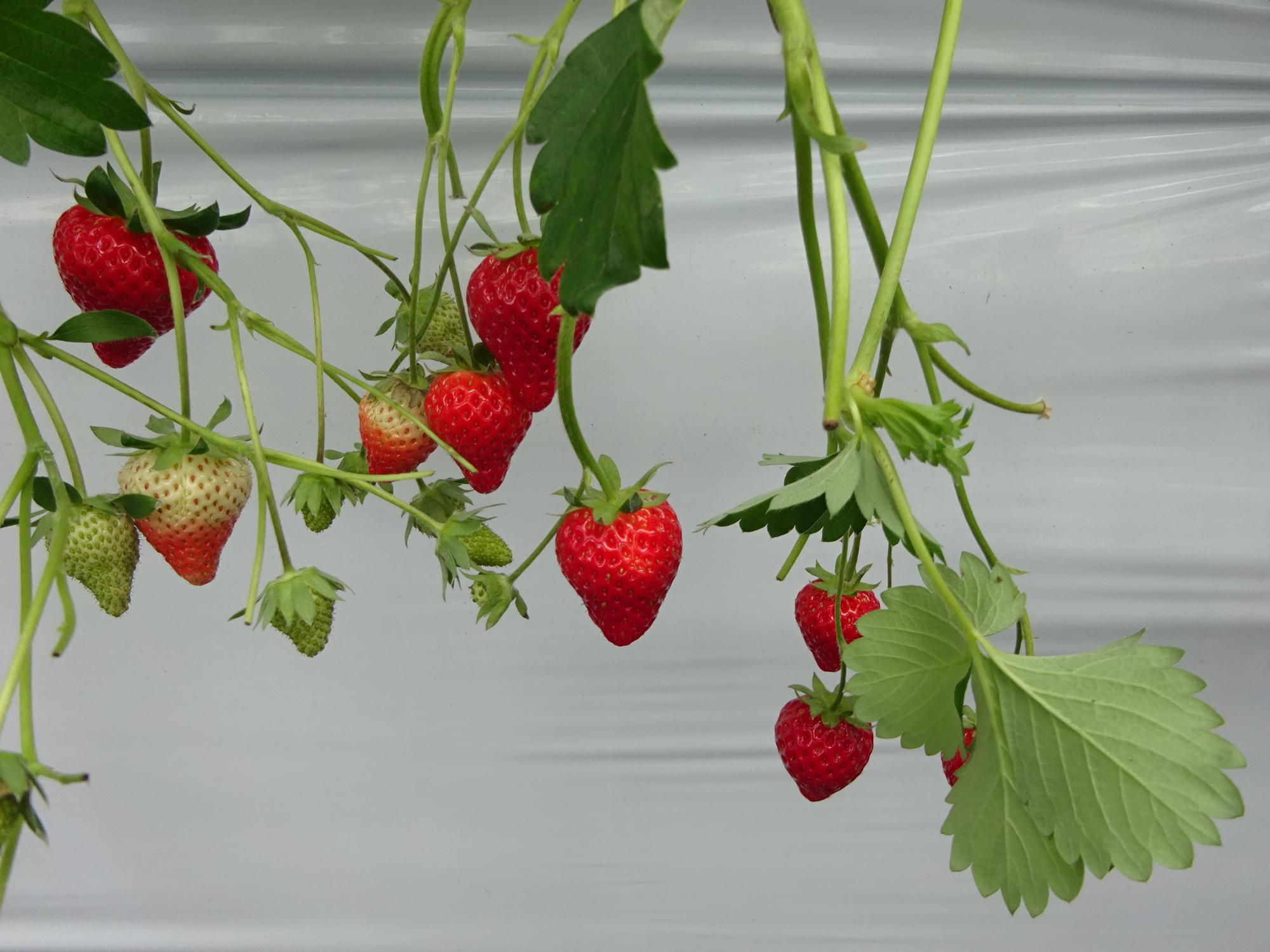 いちご農園のいちご