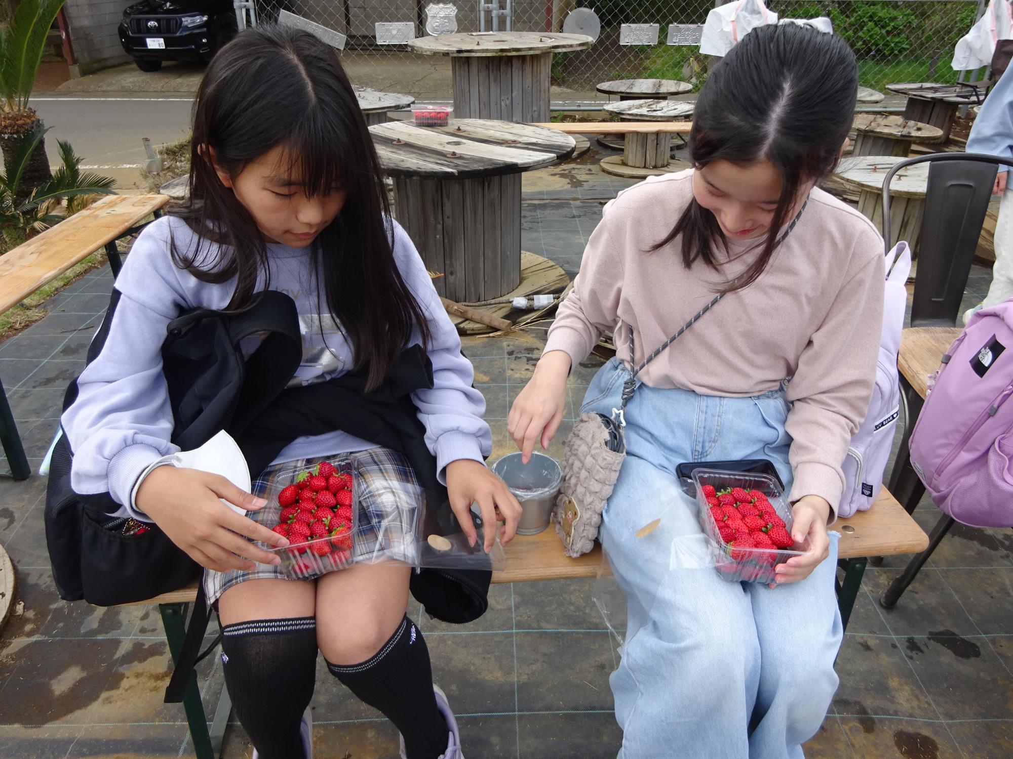 いちご農園のいちごを食べている様子