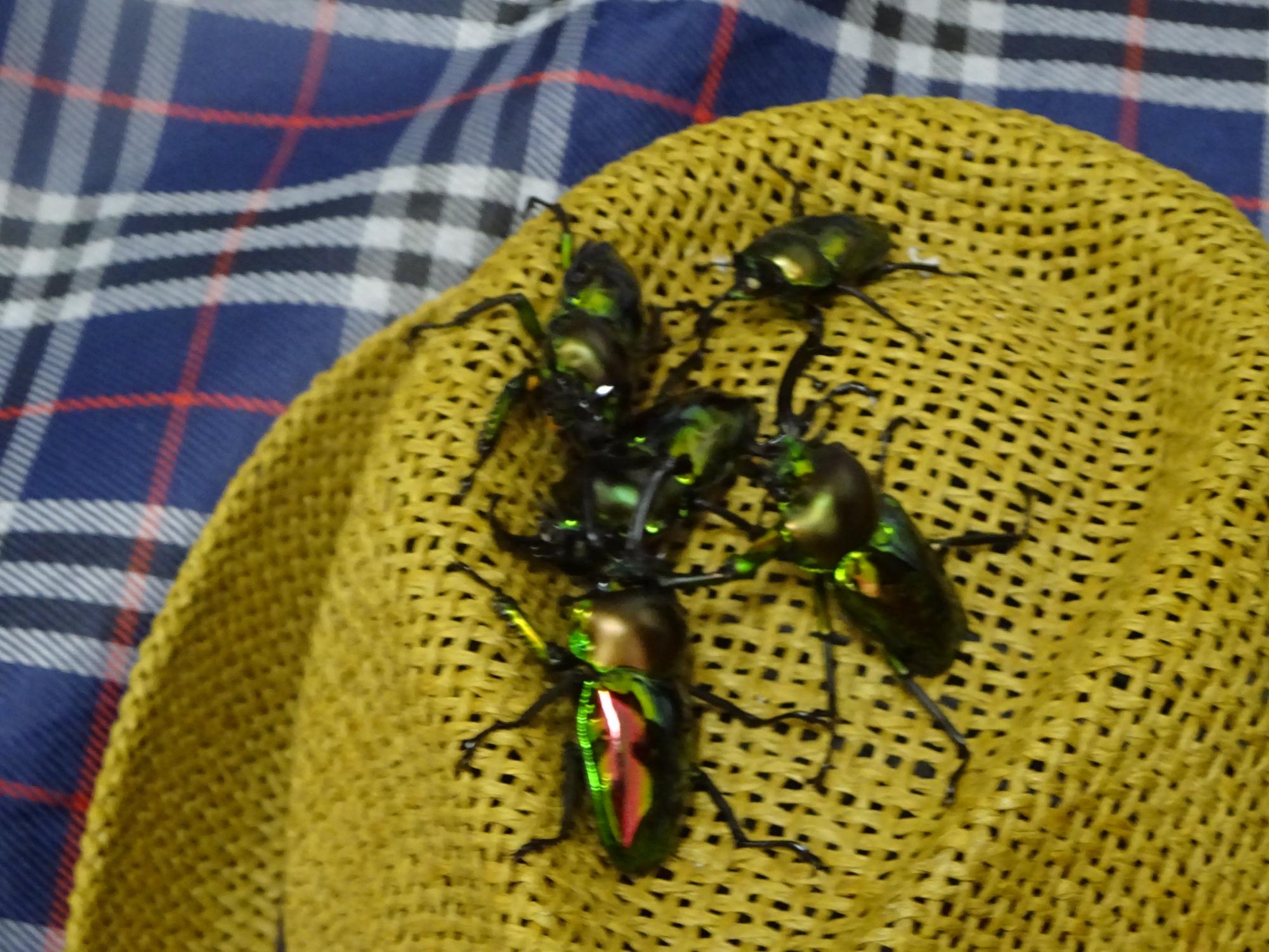 ニジイロクワガタの写真