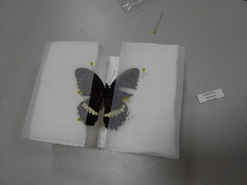 子どもが作った蝶の標本の写真