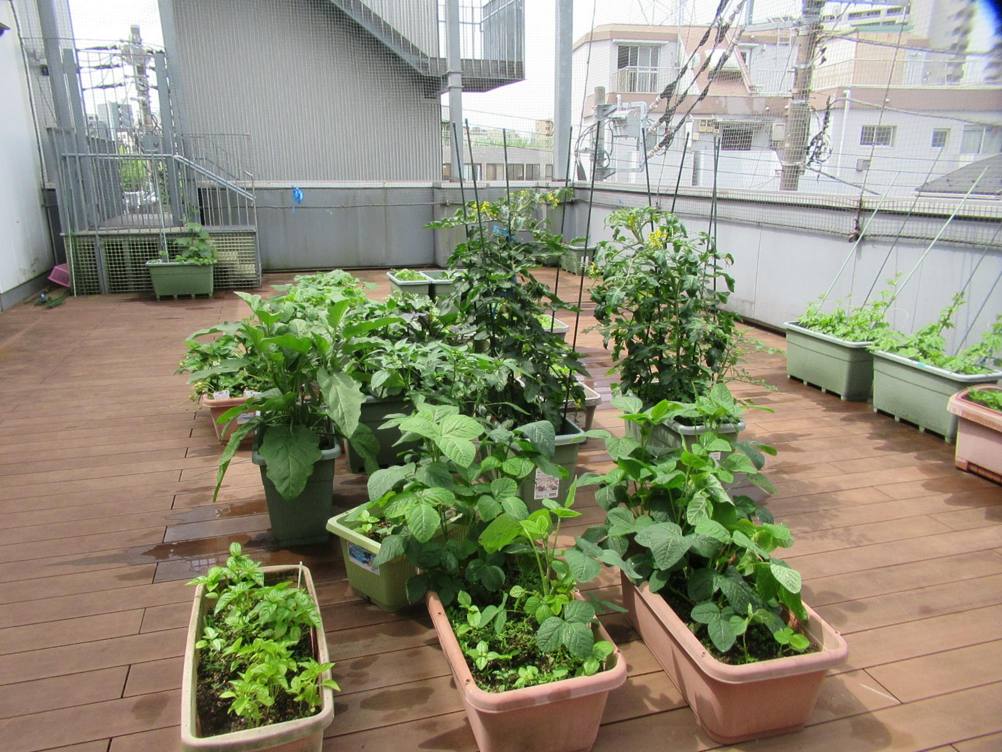 バルコニー農園