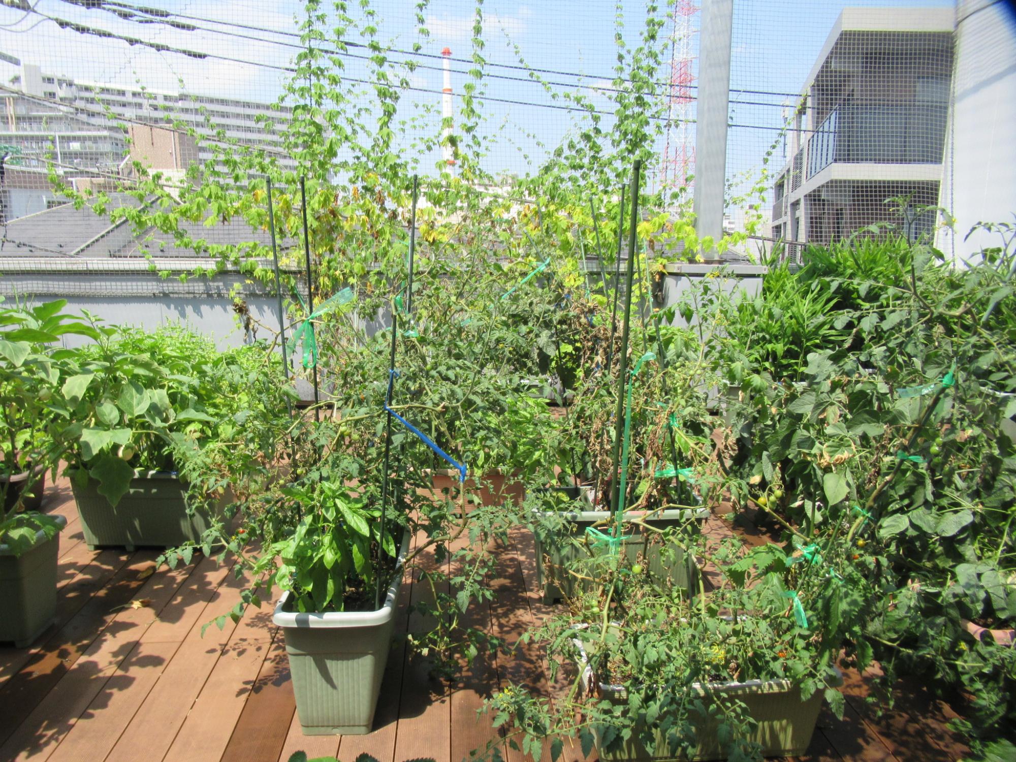 日常の風景屋外菜園の様子