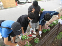 小さなピンクの花の苗をスコップで掘った穴に入れようとしている4人の男子中学生の写真