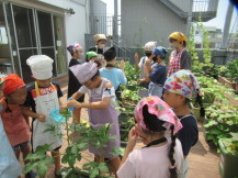 テラスに植えられた夏野菜を収穫している子供たちの写真