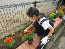 プランターに入ったオレンジ色の花をどこに植えるか考える女の子の写真