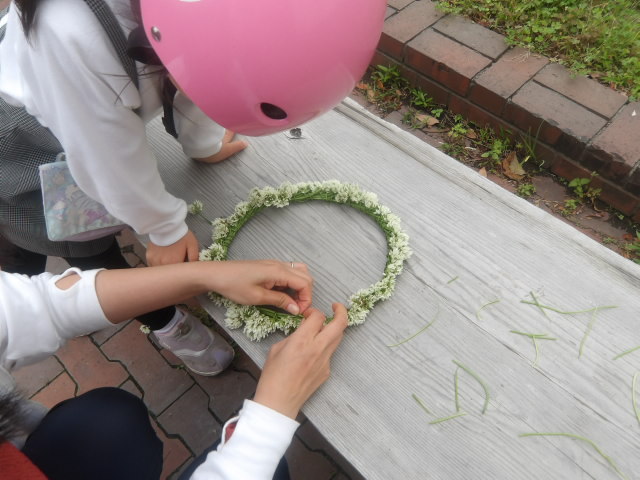 シロツメクサの写真