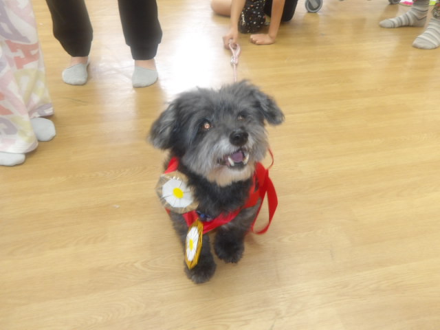 小学生からもらった折り紙のメダルをかけてもらい、嬉しそうな犬の写真