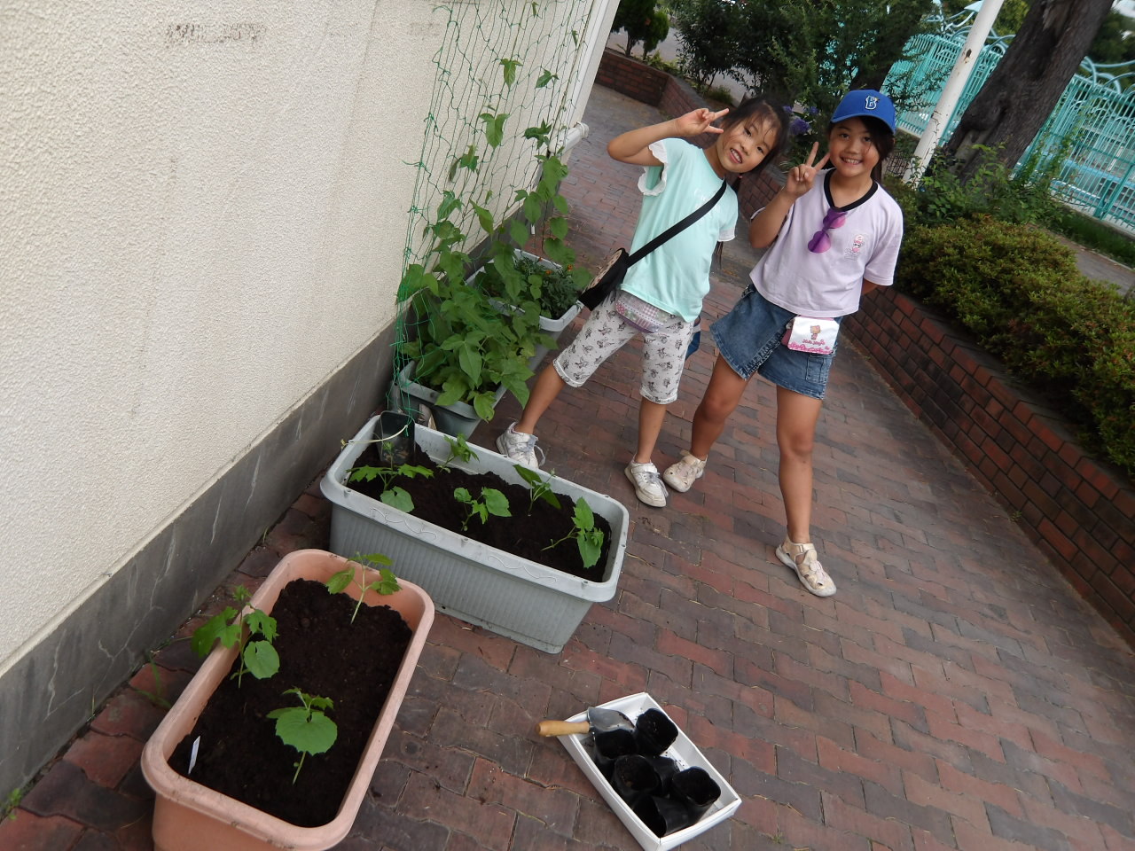 ゴーヤを植えた様子の写真