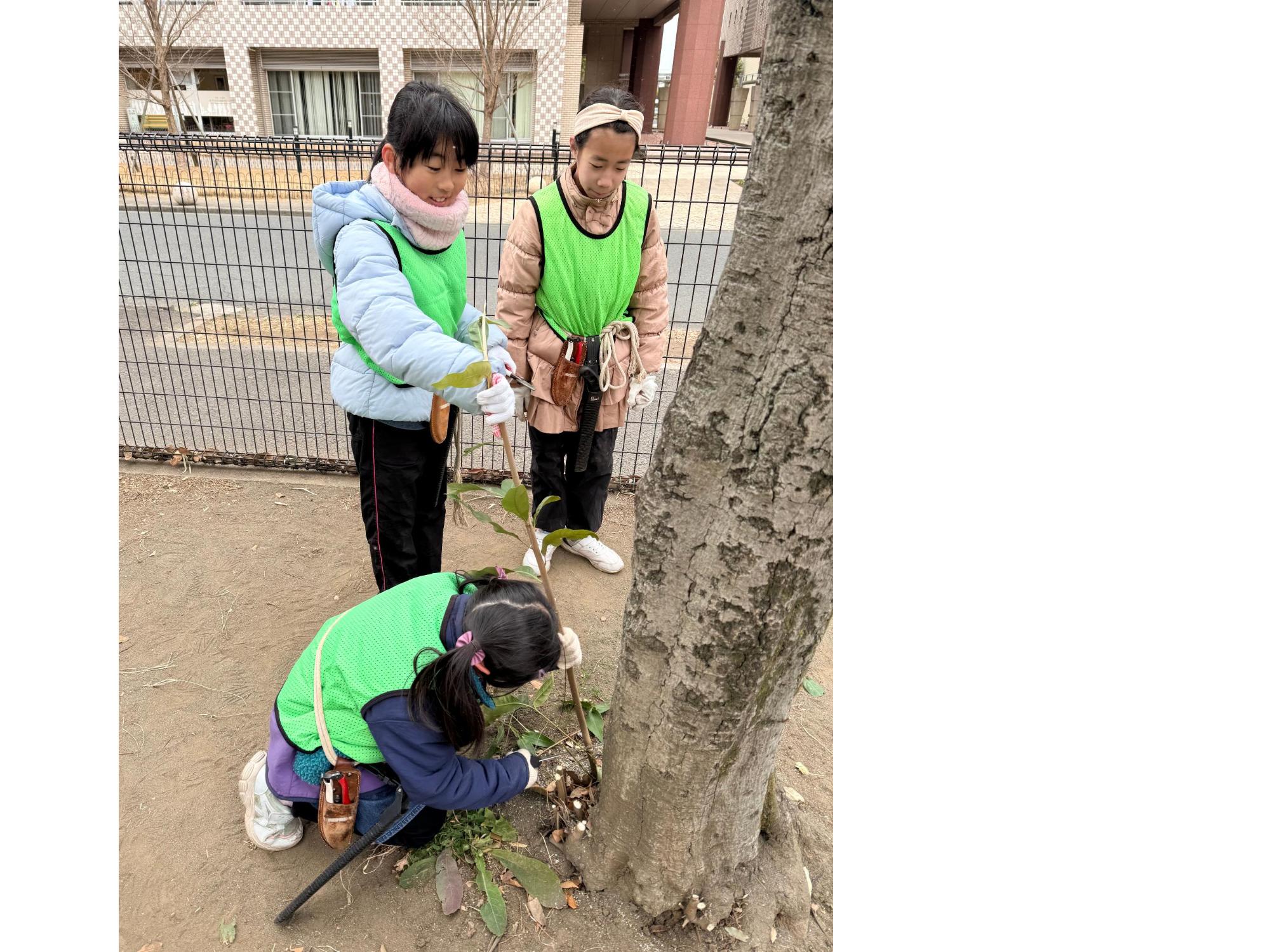 太い木の根元に生える細い枝を切る子どもたち