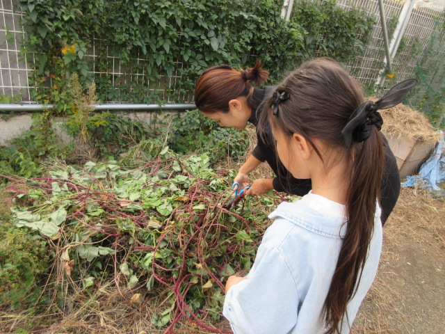 サツマイモのツルを取っているこどもの様子の写真