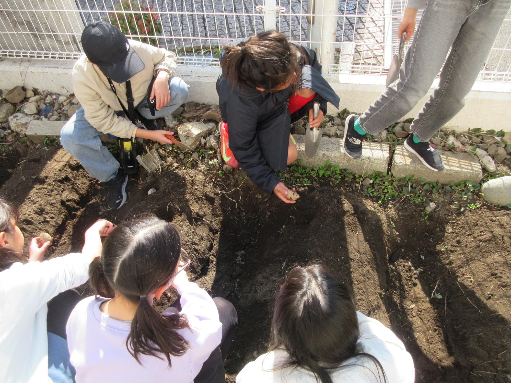 子どもたちが種芋を植えている様子の写真