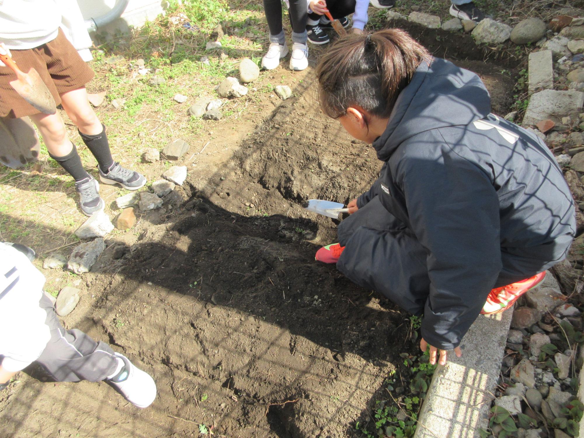 ジャガイモの種イモを植えている子どもの様子の写真