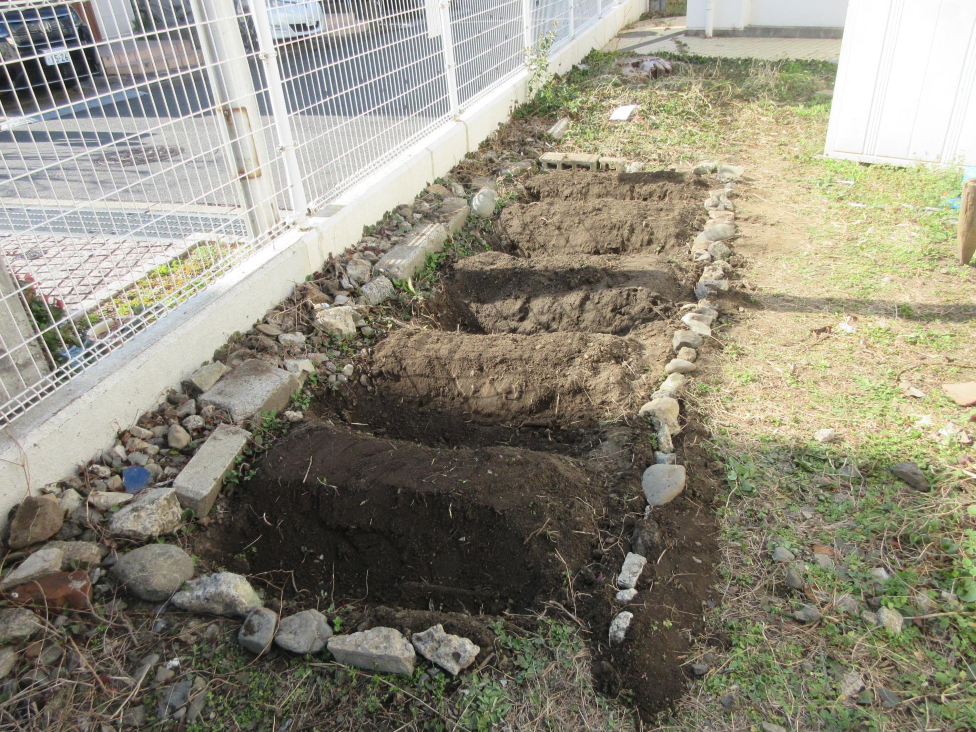 種芋を植えた後のジャガイモ畑の写真