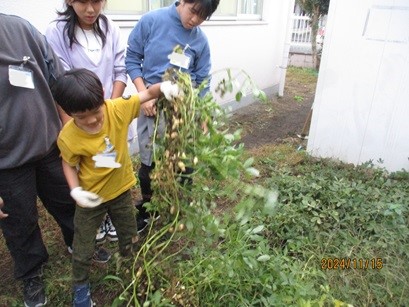 落花生を収穫している写真