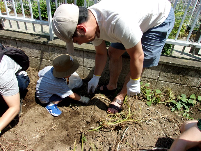 親子でジャガイモを掘っている写真親子で2