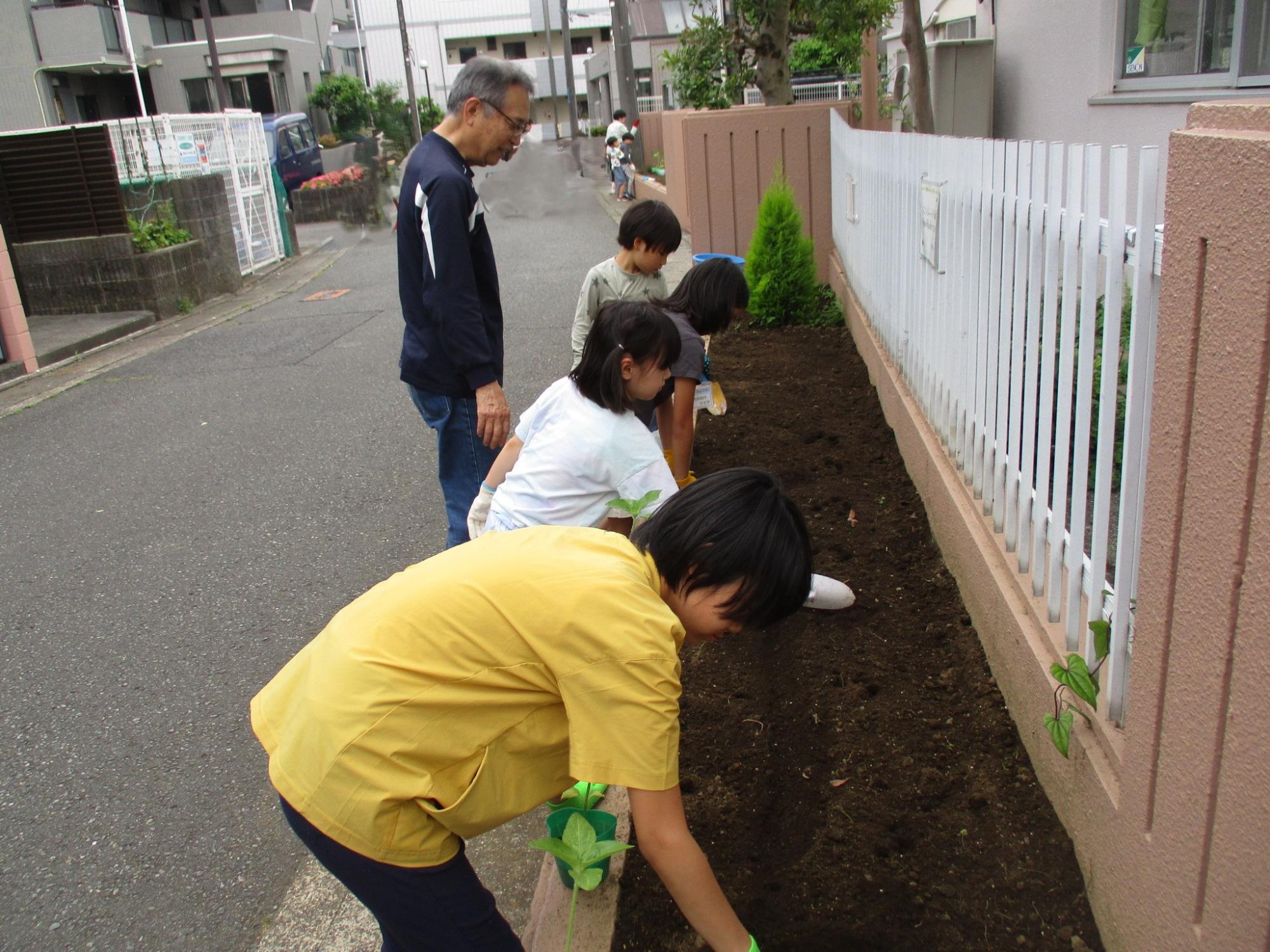 ひまわりの苗を植えている写真