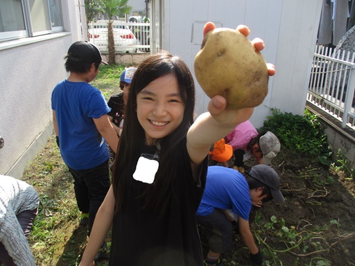 収穫したジャガイモを見せている写真4