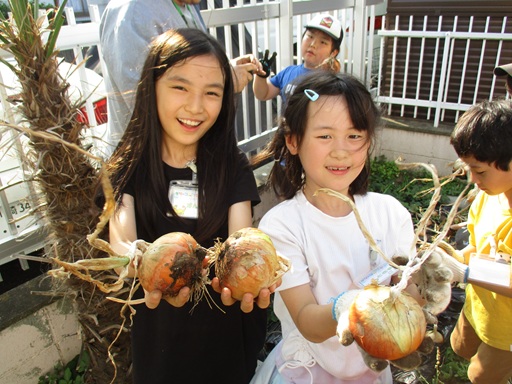 タマネギを収穫している写真2