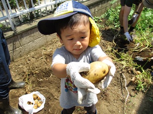 掘ったジャガイモを見せている写真