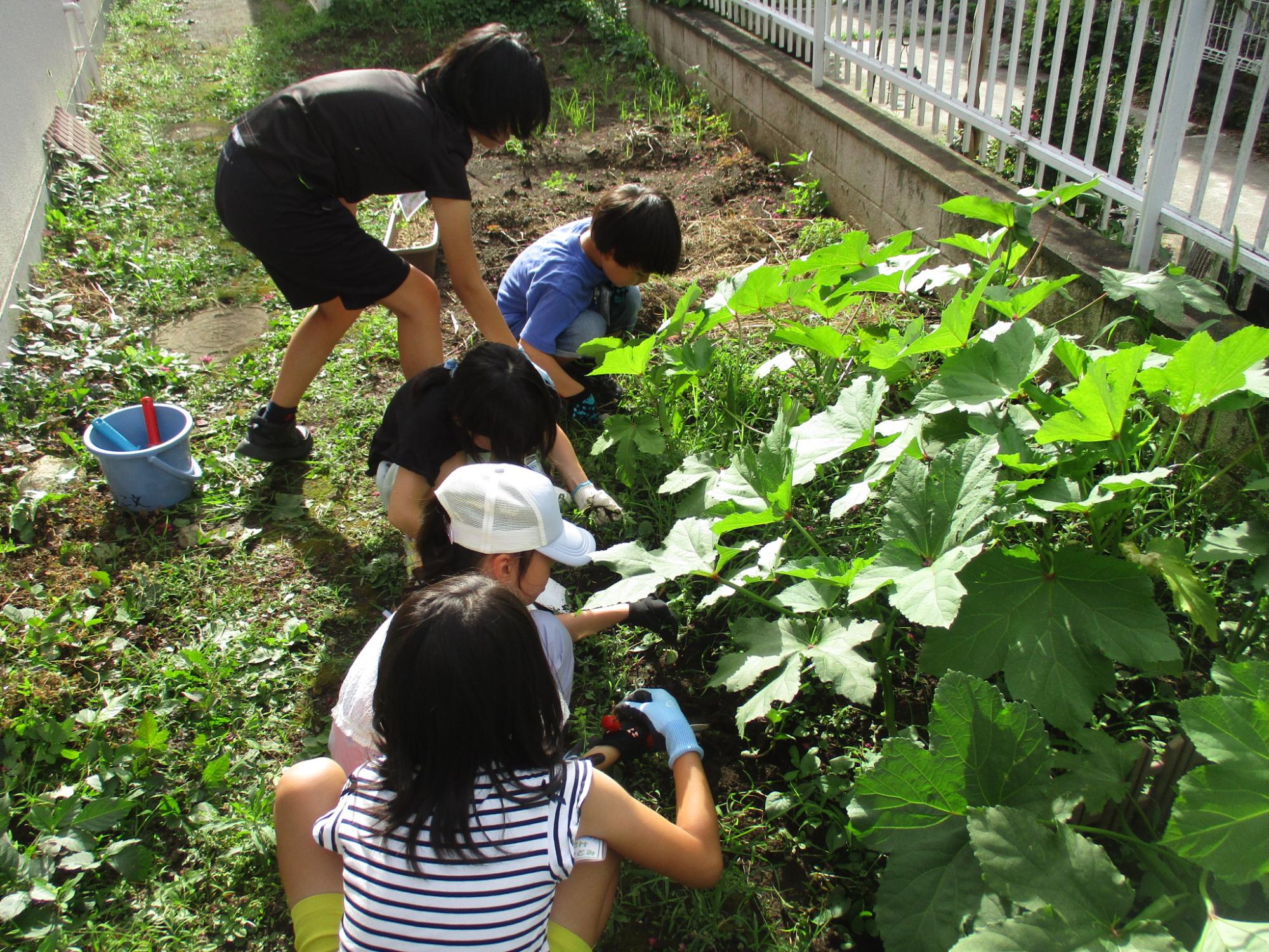 野菜を収穫している様子