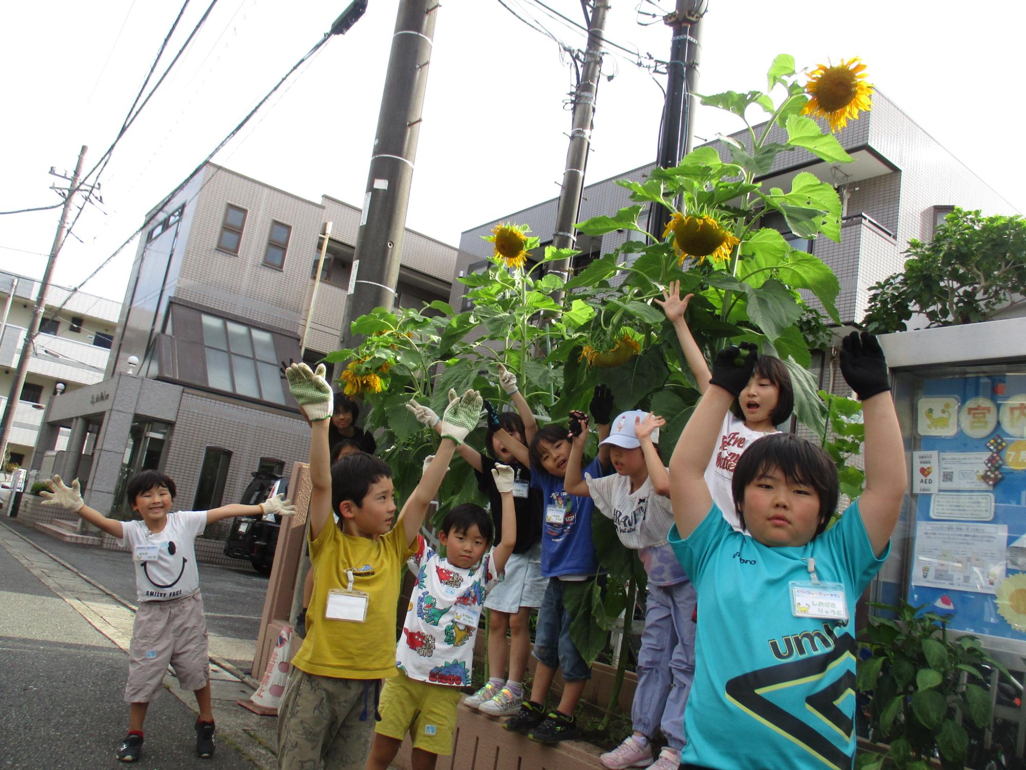 ひまわりと集合写真