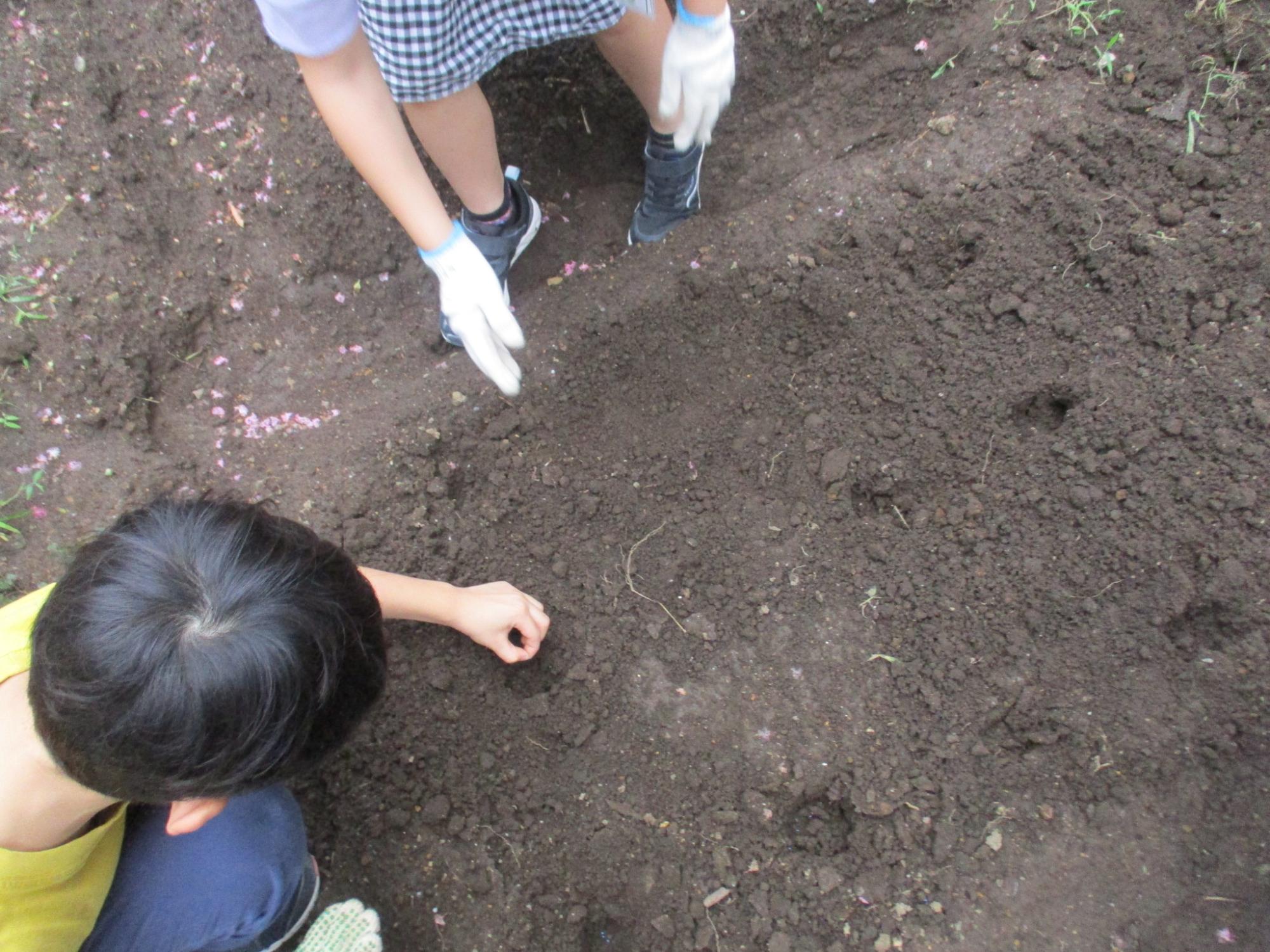 カブの種を植える様子
