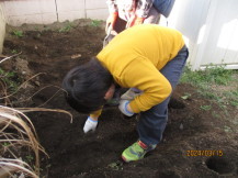黄色の服を着た男の子が、軍手をはめた右手でジャガイモの種イモを土の中に植えている様子の写真