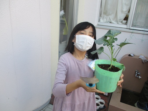 茎ブロッコリーの苗の写真