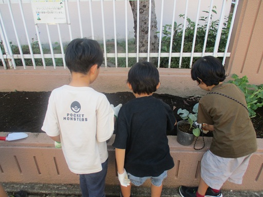 苗を植えるための穴を掘っている写真