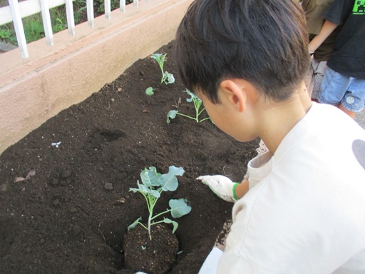茎ブロッコリーを植えている写真