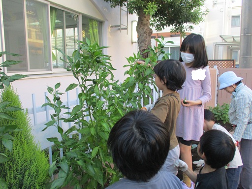 ピーマンを収穫している写真