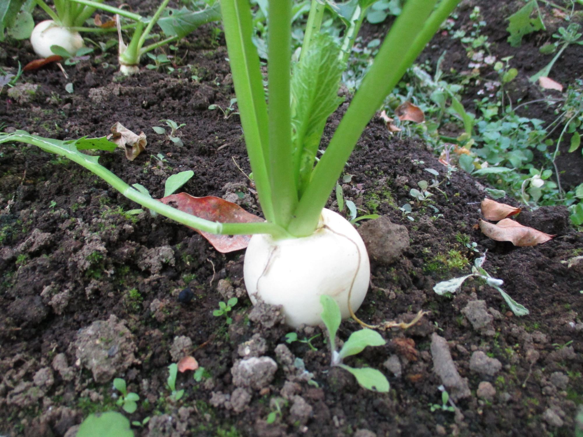 土に埋まっているカブ