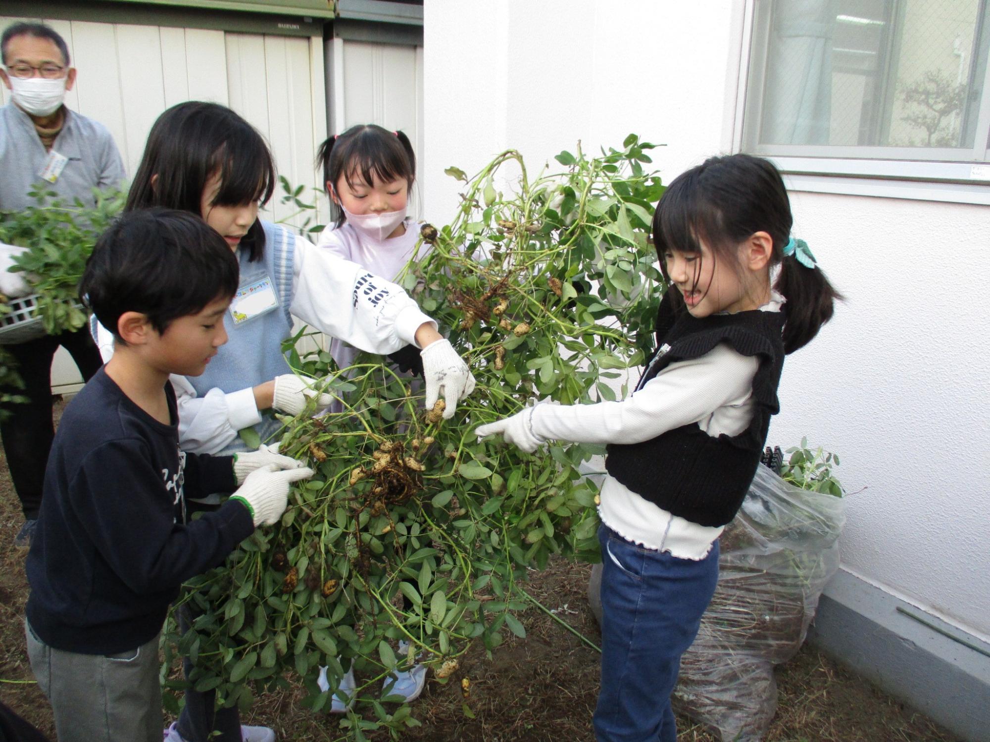 落花生を収穫している様子