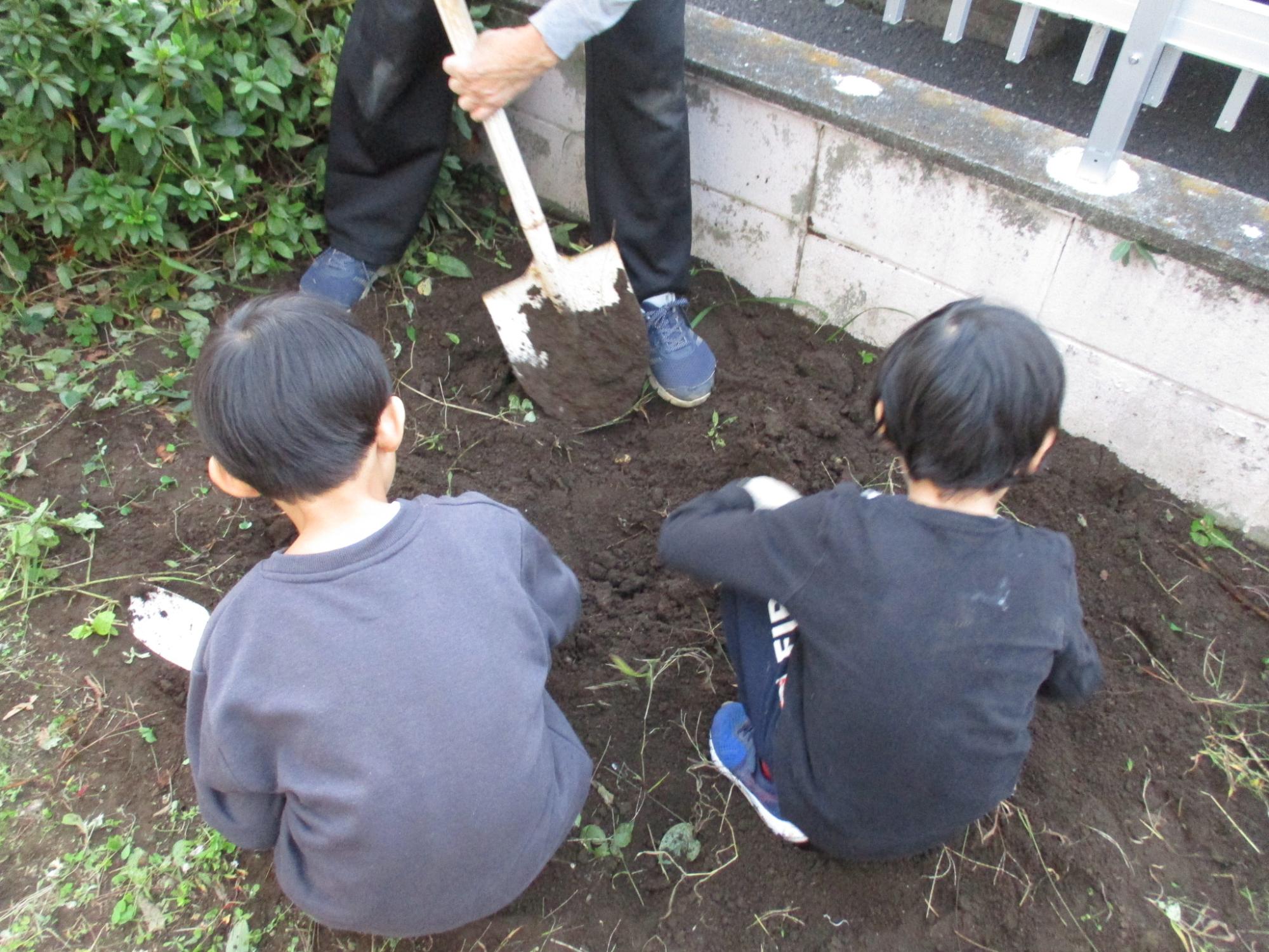 落花生を探している様子