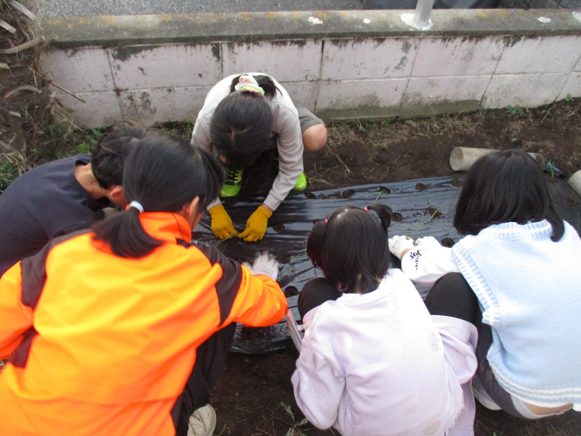 玉ねぎを植えている様子