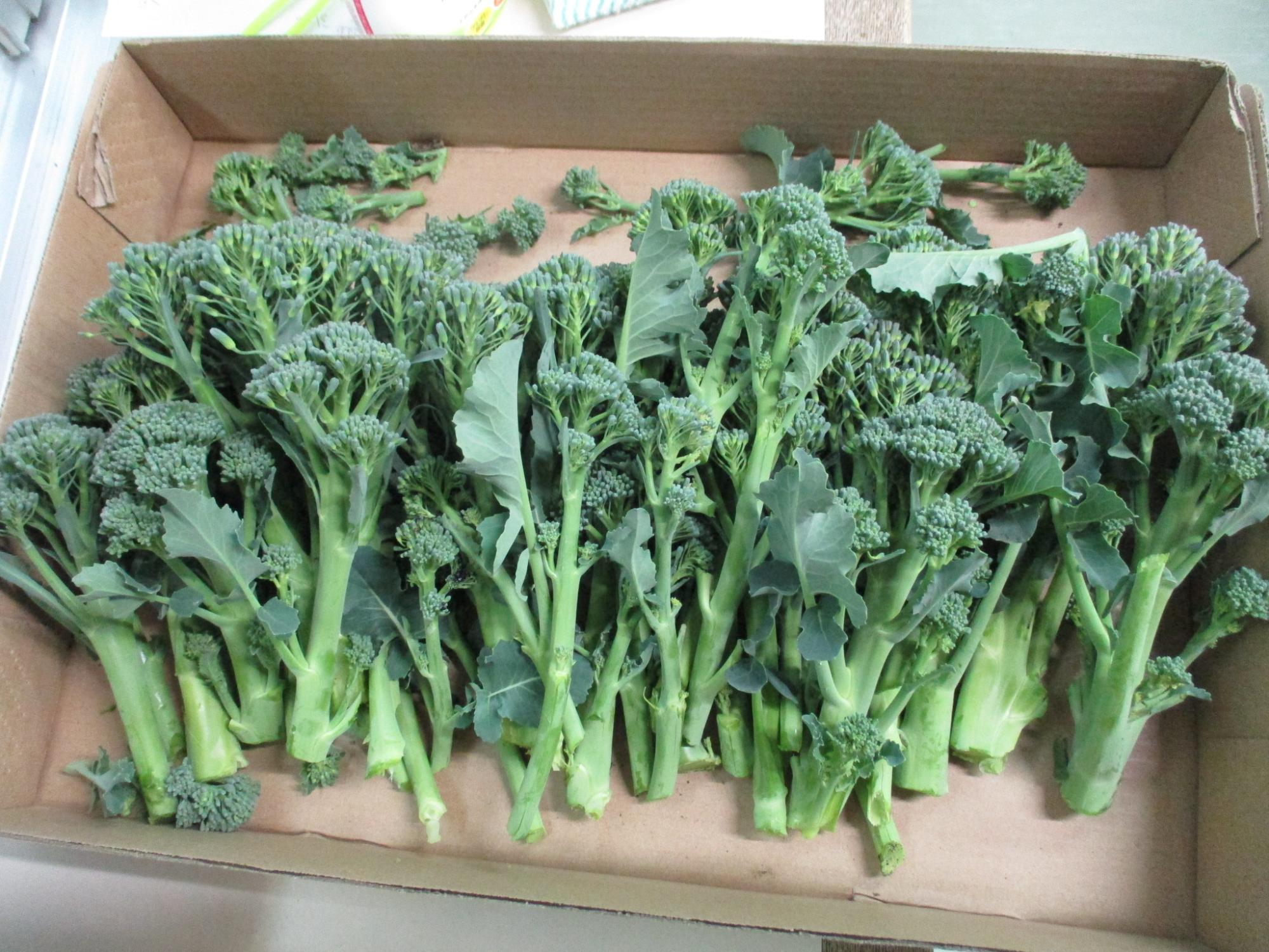収穫したブロッコリー