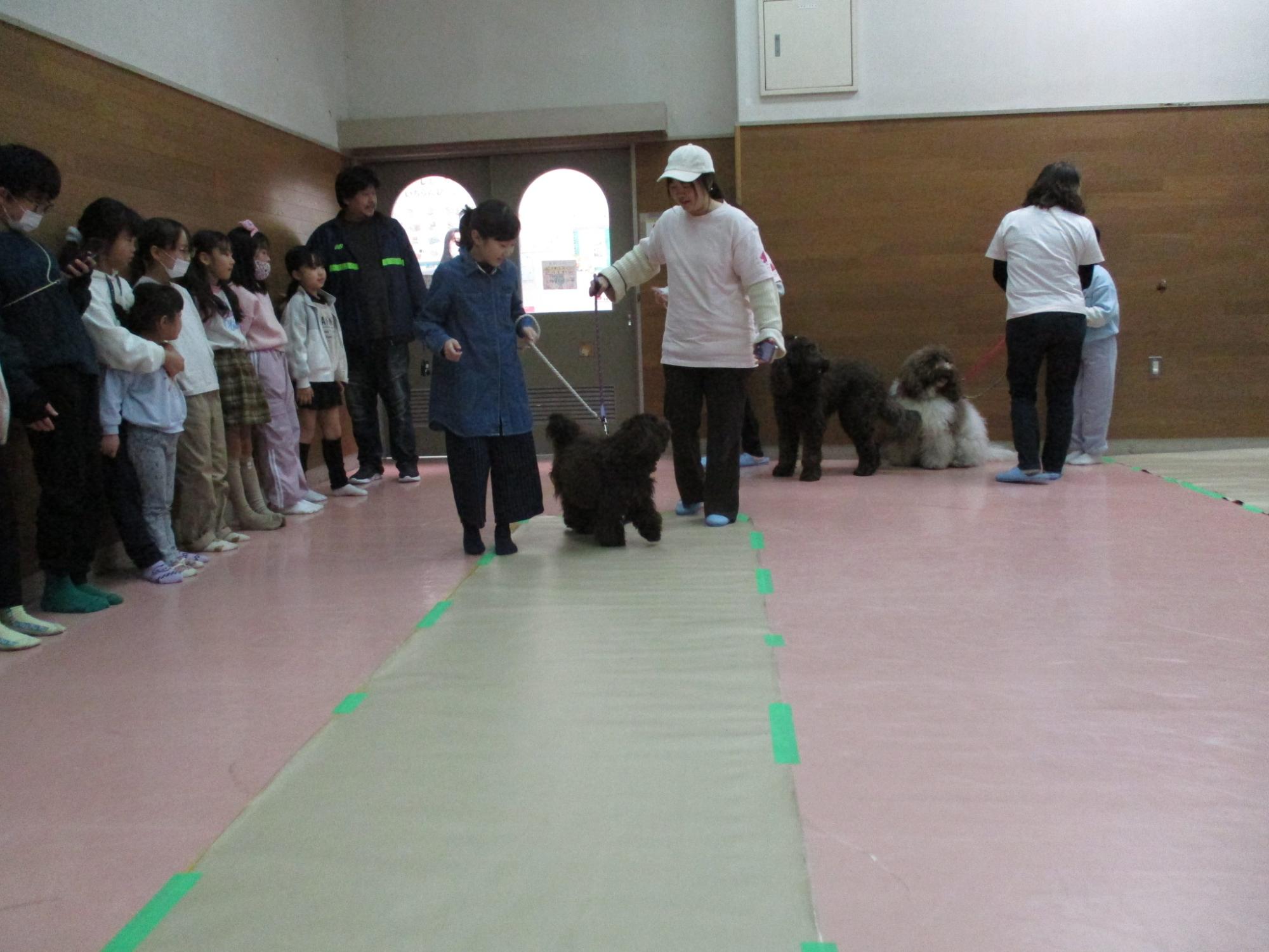 散歩体験