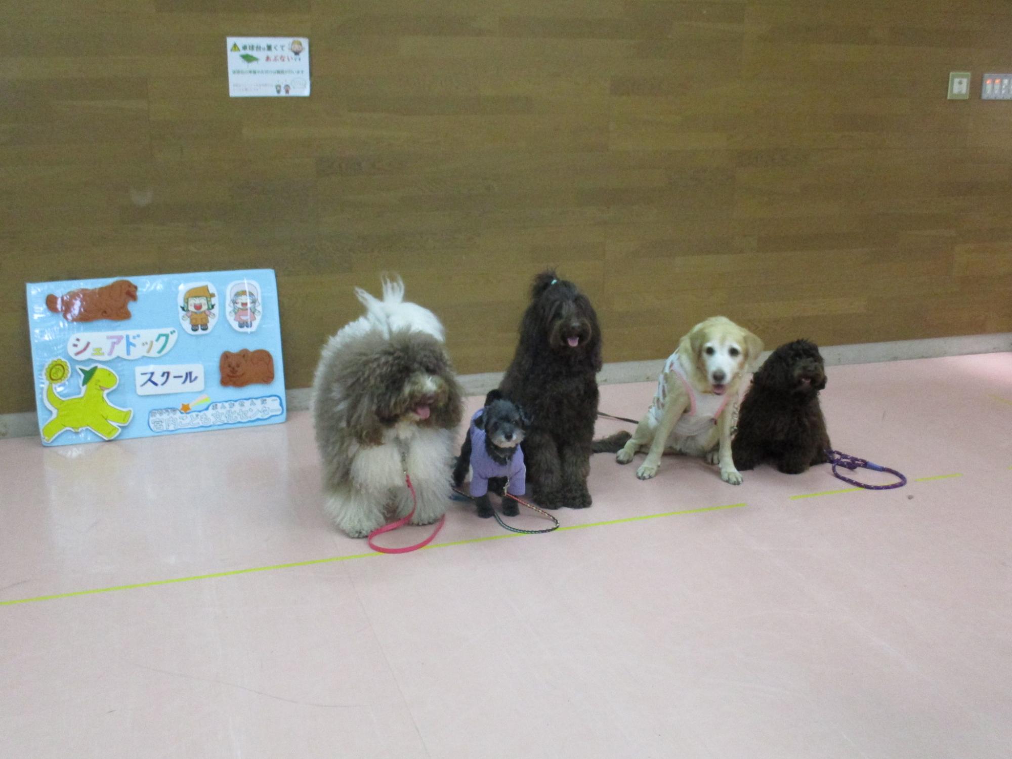 犬の写真