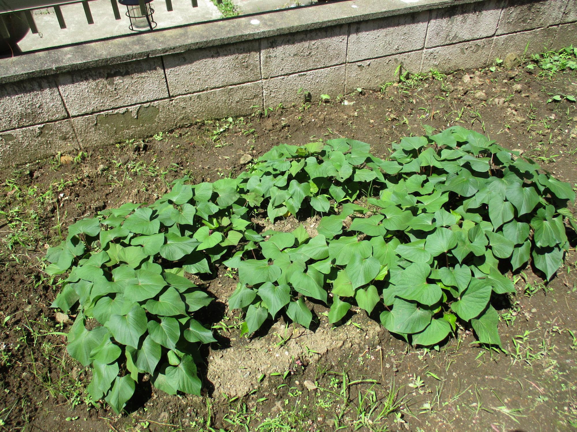 さつま芋の苗が成長している様子
