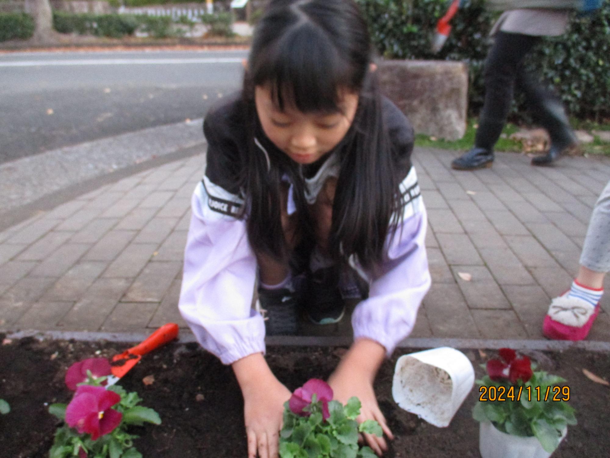 パンジーを植えている写真2