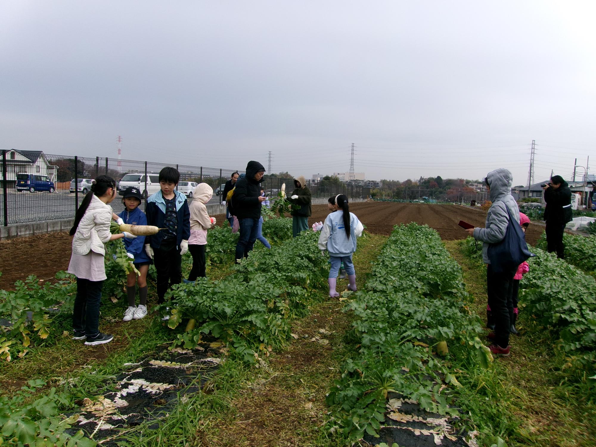 大根畑にいる参加者の写真