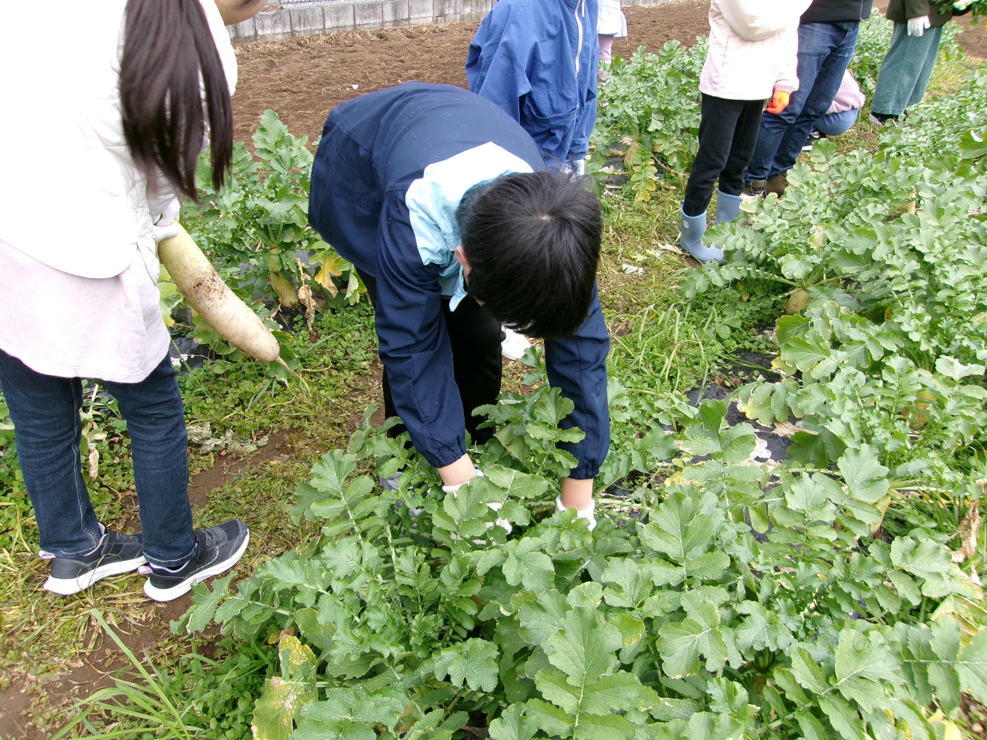 男が大根をぬいている写真