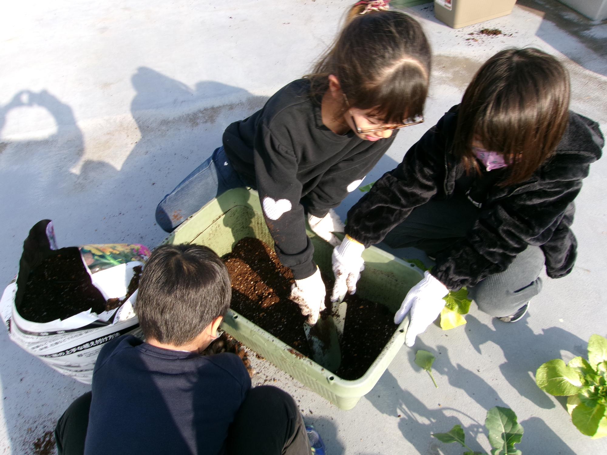 子どもたちがプランターに苗を植えている写真