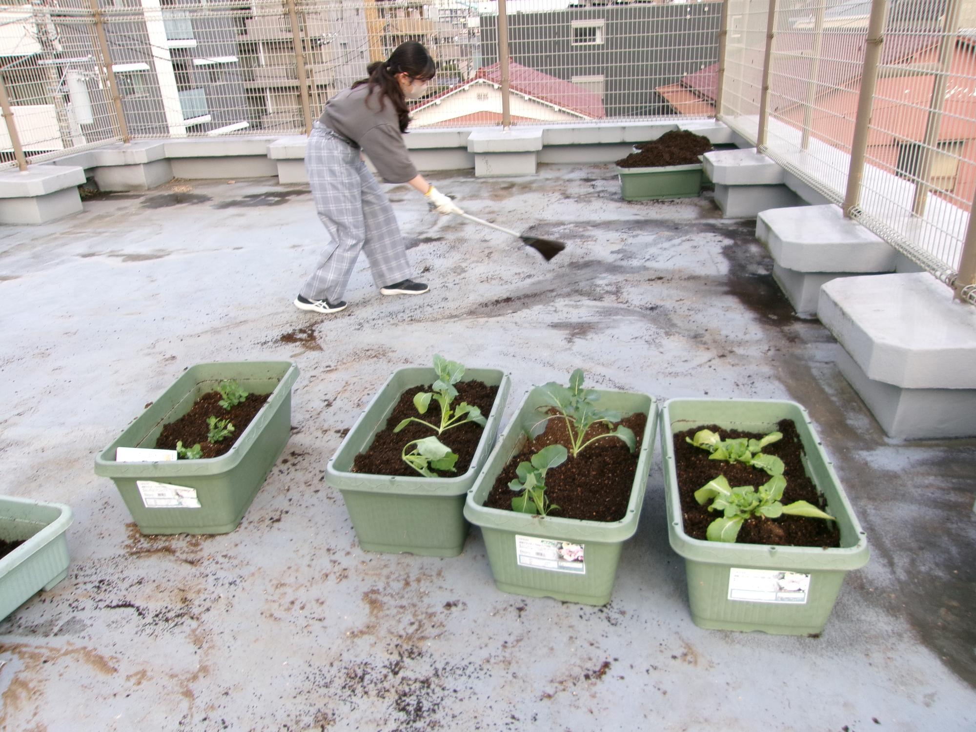 苗を植えたプランターの写真