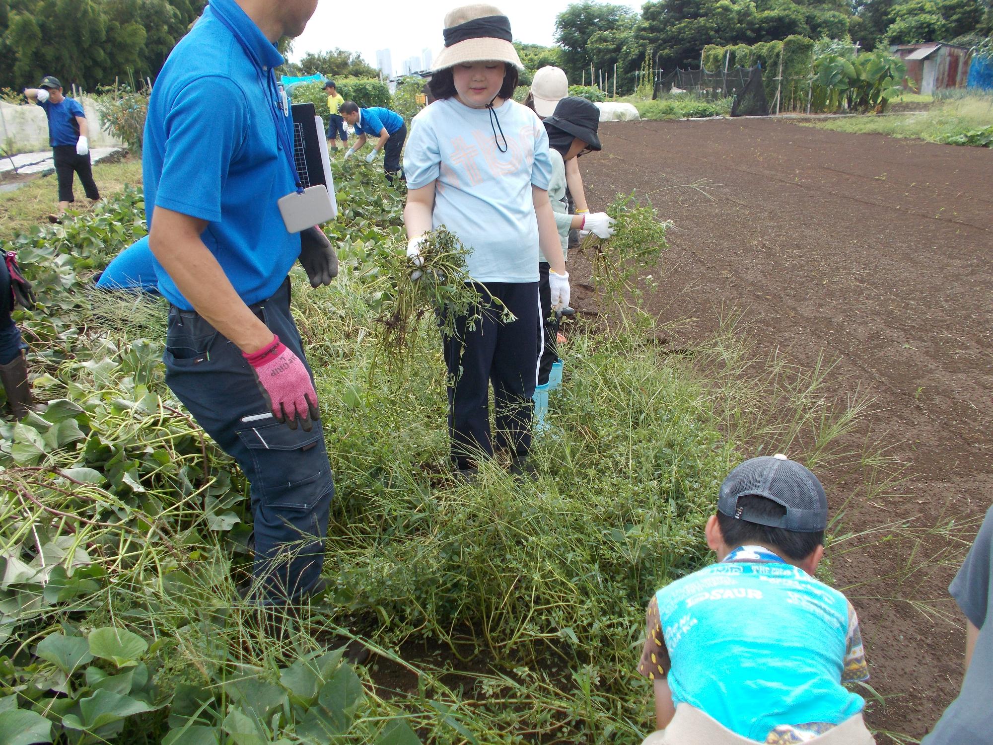 子どもたちが雑草取りをしている写真