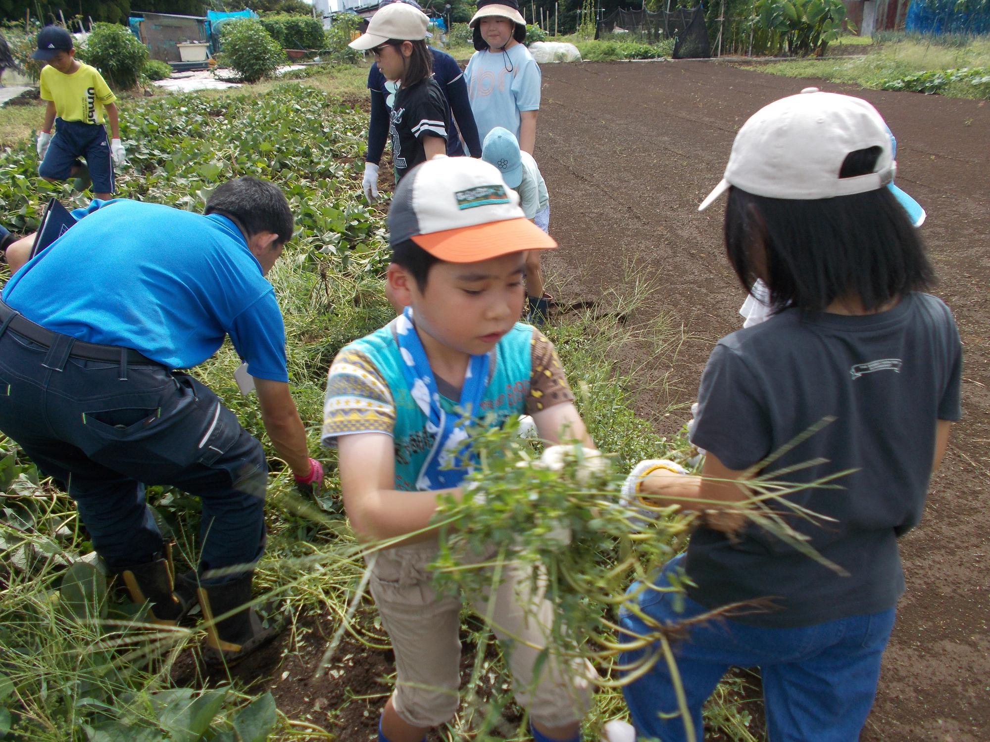 雑草取り作業を行っている写真